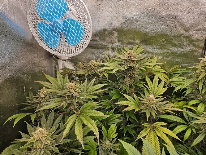 Growreport Bild 46