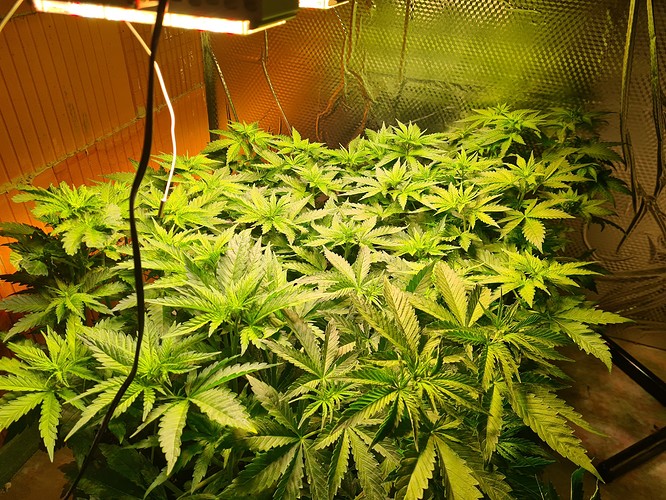 Mehrere junge Cannabispflanzen in einem Zelt unter einer LED-Lampe, die sich in der Wachstumsphase befinden.