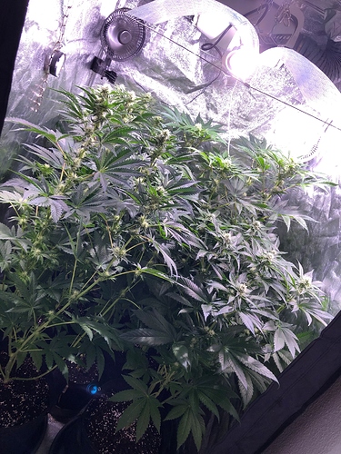 Growreport Bild 4