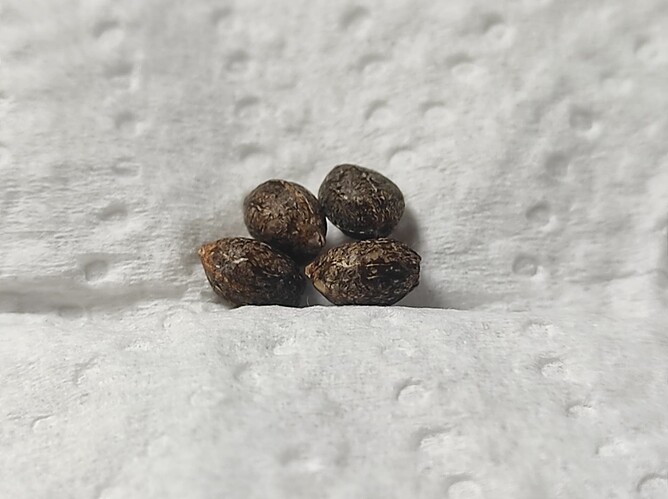 MazarIShariffNew420guyF2_1