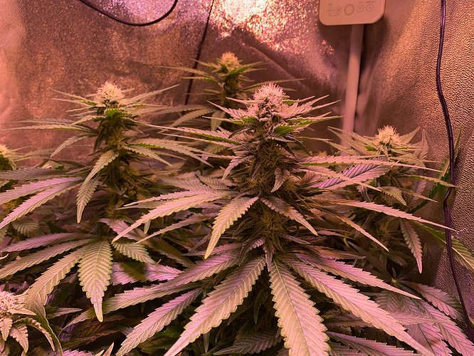 Growreport Bild 17