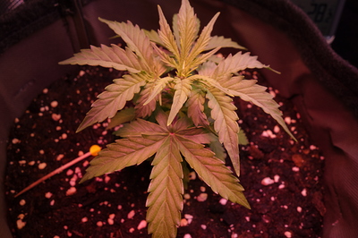 Eine junge Cannabispflanze in einem Stofftopf, die sich in der Sämlingsphase befindet. Die Pflanze hat mehrere Blattpaare und zeigt Anzeichen von Wachstum.