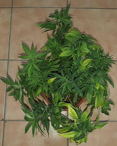 Growreport Bild 15