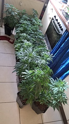 Growreport Bild 2