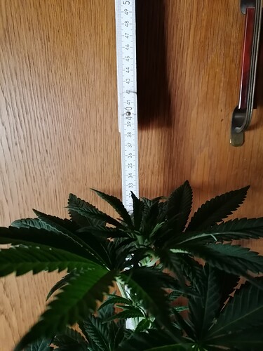 Growreport Bild 20