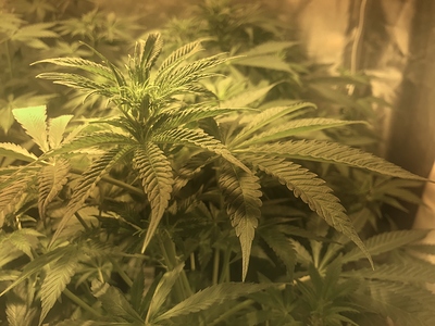 Growreport Bild 2