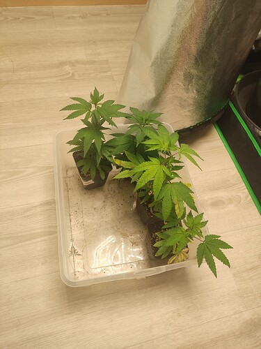 Growreport Bild 9