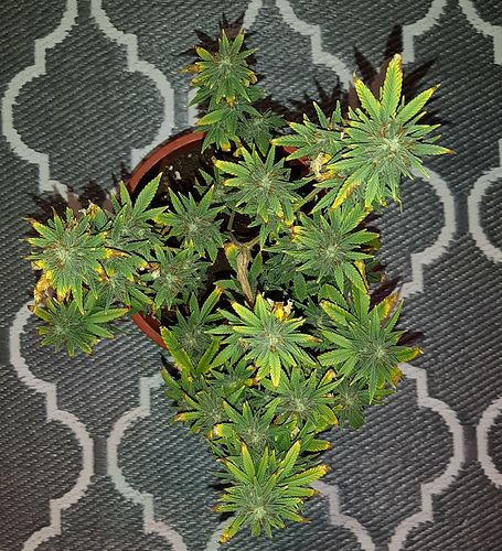 Growreport Bild 2