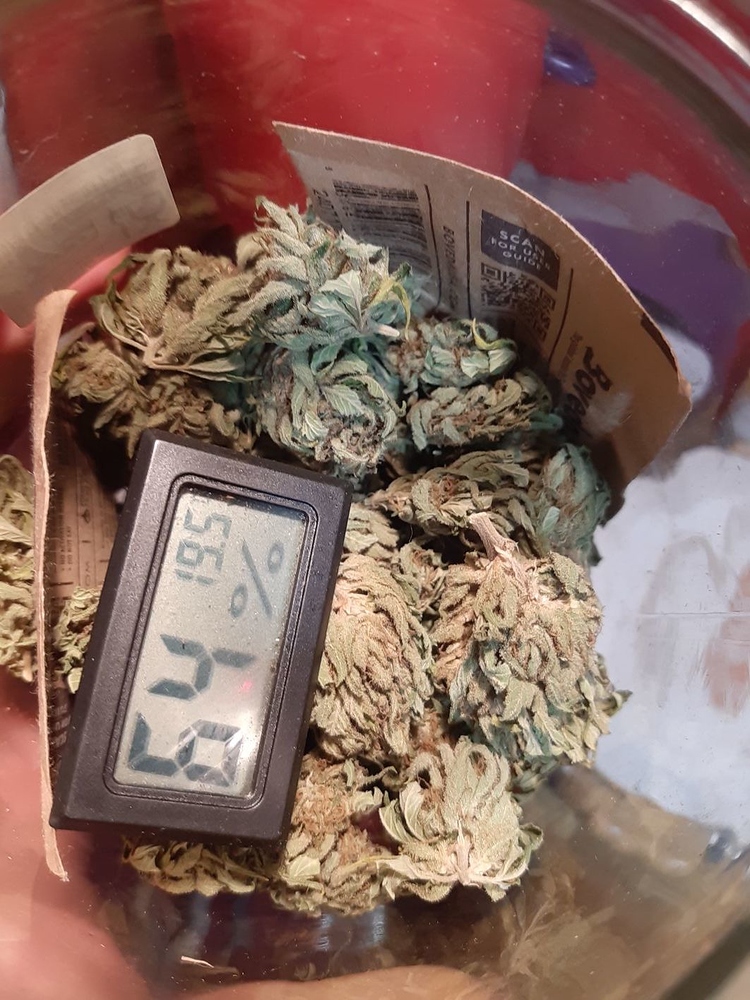 The Doctor _greenhouseseeds_