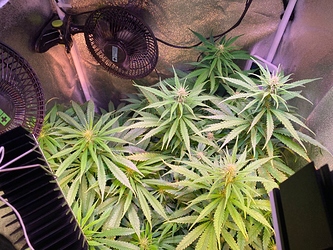 Growreport Bild 9
