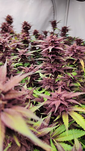 Growreport Bild 3