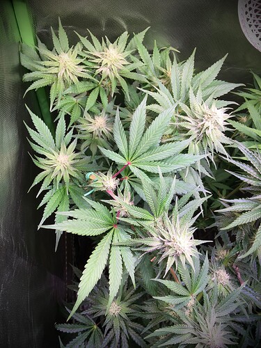 Growreport Bild 6
