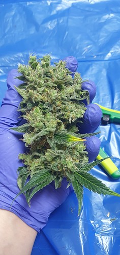 Growreport Bild 32