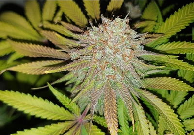 Growreport Bild 7