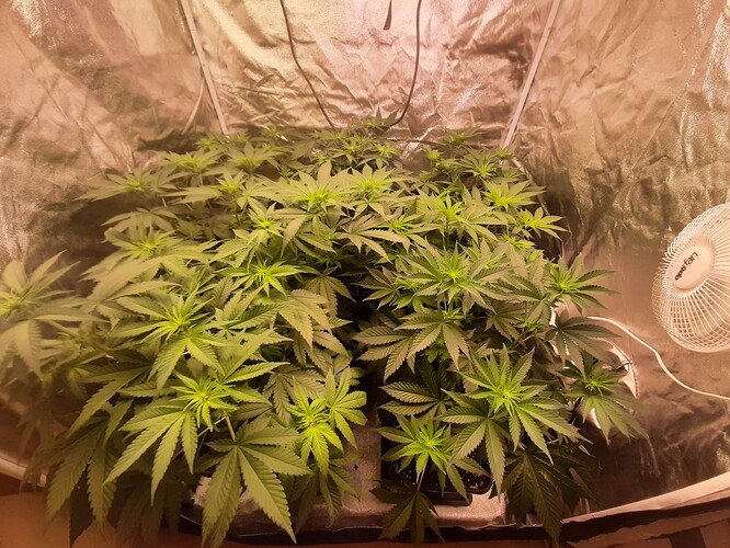 Growreport Bild 5