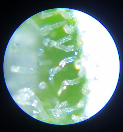 Growreport Bild 14