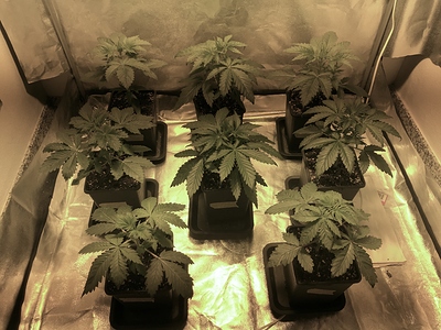 Growreport Bild 4
