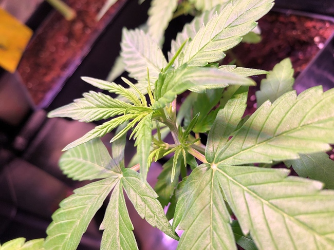 Growreport Bild 36