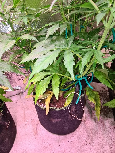 Growreport Bild 12