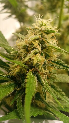 Growreport Bild 26