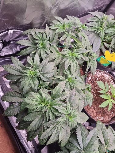 Growreport Bild 7