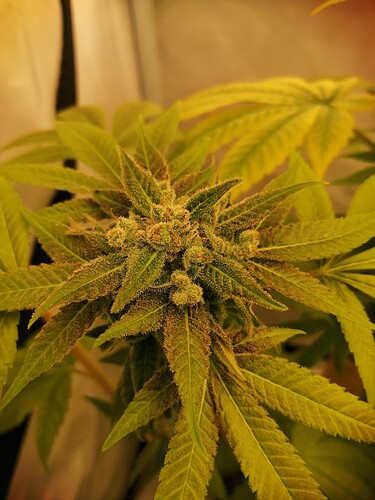 Growreport Bild 5
