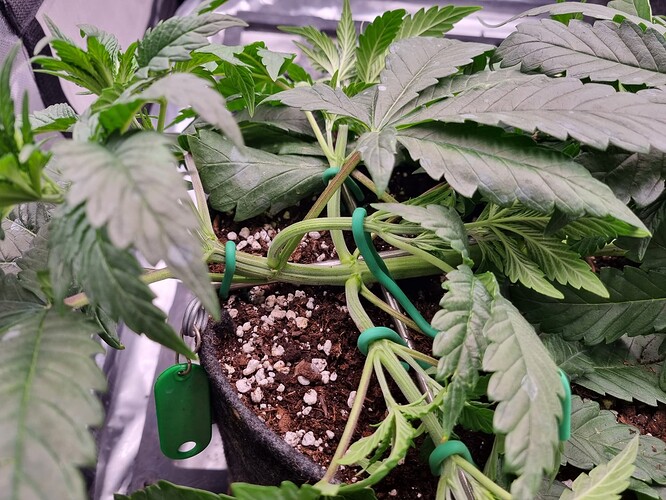 Growreport Bild 46