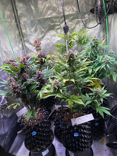 Growreport Bild 6