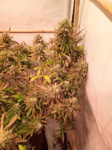 Growreport Bild 27