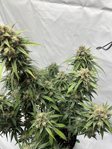 Growreport Bild 3