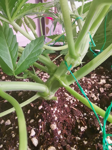 Growreport Bild 3