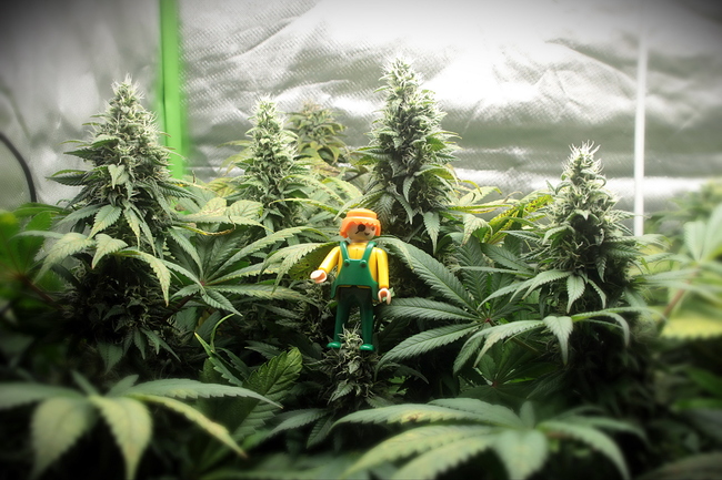 Growreport Bild 19