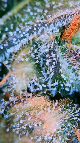 Growreport Bild 9
