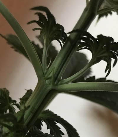 Growreport Bild 9