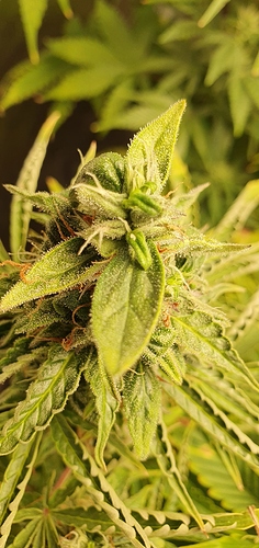 Growreport Bild 1
