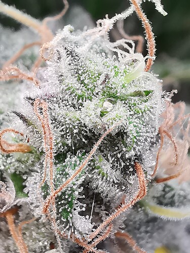 Growreport Bild 45
