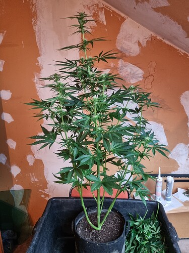 Growreport Bild 3