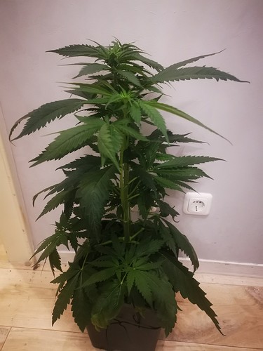 Growreport Bild 4