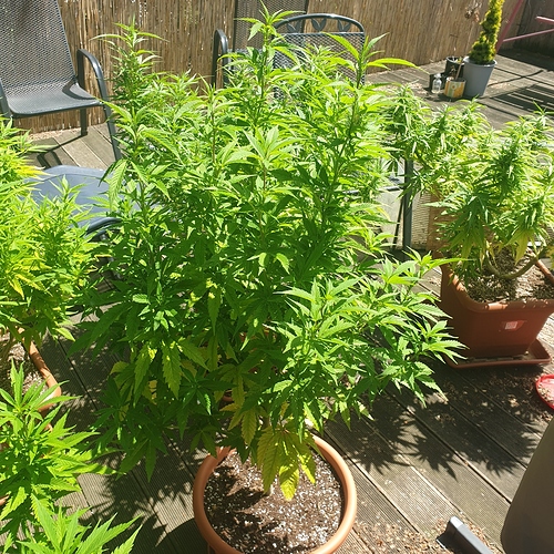 15938585171883943181380792895293