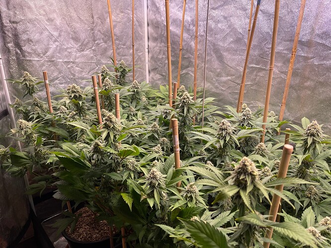 Growreport Bild 3