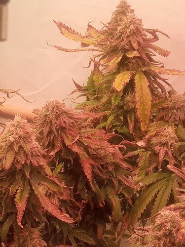Growreport Bild 27