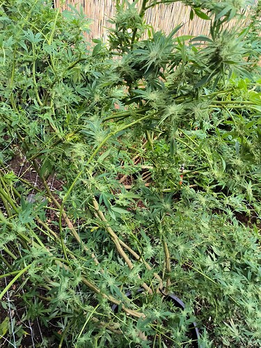 Growreport Bild 4