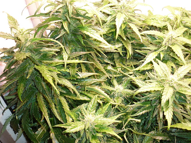 Growreport Bild 2