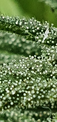Growreport Bild 25