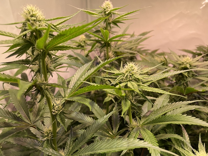Growreport Bild 2