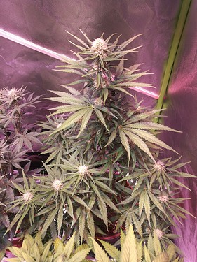 Growreport Bild 9