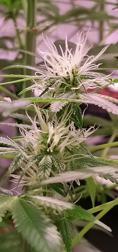 Growreport Bild 5