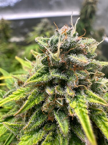 Growreport Bild 4