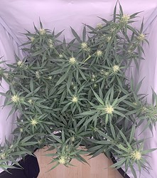 Growreport Bild 1