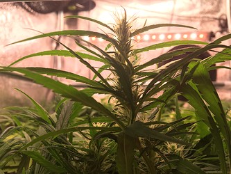 Growreport Bild 3